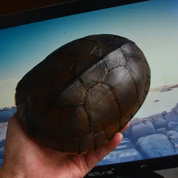 1Pcs Mauremys mutica Костенурката turtle shell истински образец на костенурка черупки, таксидермия 17-20 см