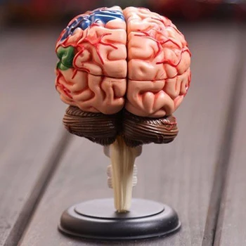 Безплатна доставка 4D човек 9.3*6.1*4.8 cm Brain Model Brain Structure Model събрана Анатомия на човека размерите модел 32шт