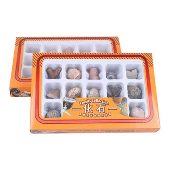 Китайска версия на естествени камъни с различни морски животни, растителни фосили, образци коробчато пакетиран груб проби горещи бижута