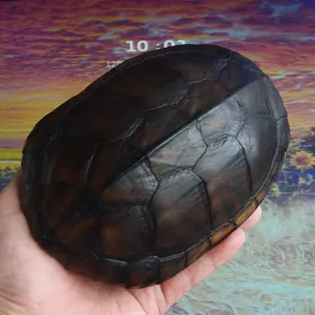 1Pcs Mauremys mutica Костенурката turtle shell истински образец на костенурка черупки, таксидермия 17-20 см